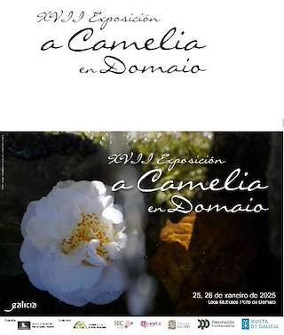XVIII Exposición de Camelias de Domaio en Moaña