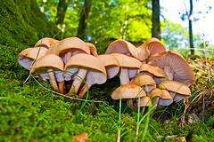 XXI Festa dos Cogomelos de Soutelo de Montes (2025) en Forcarei