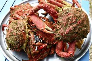 XXIII Xornadas Gastronómicas da Centola en O Grove