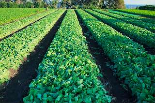 XIX Expogrelo - Feira do Grelo en Abadín