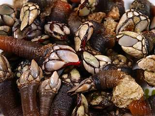 Festa do Percebe de Rinlo en Ribadeo