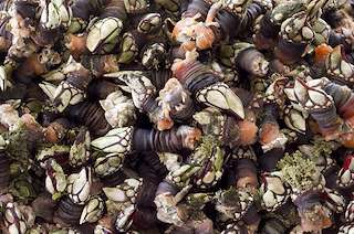 XXII Festa do Percebe en Cedeira