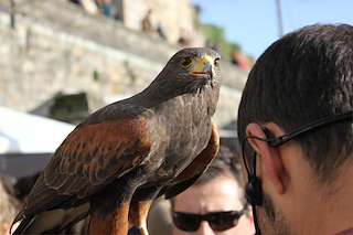 XXI Feira Medieval en Monforte de Lemos