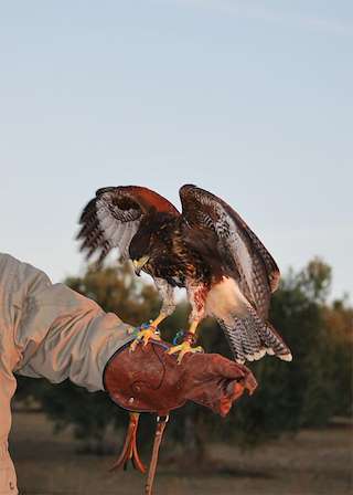 XXIV Festa do Galo Piñeiro e Mostra Cabalar en O Pino
