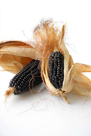 XXV Encontro - Degustación do Millo Corvo en Bueu