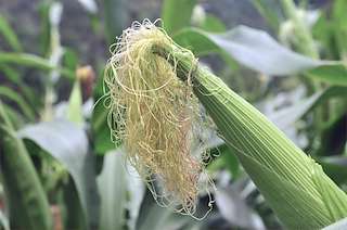 XXV Encontro - Degustación do Millo Corvo en Bueu