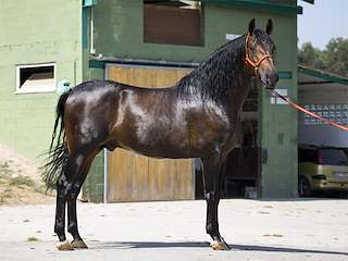 XXV Festa do Galo Piñeiro e Mostra Cabalar (2026) en O Pino