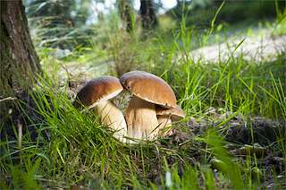 XXVI Xornadas Micolóxicas (2025) en Bueu