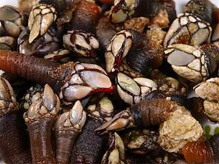 XXVI Festa do Percebe de Aguiño en Ribeira