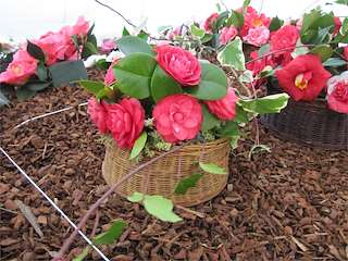 XXIX Xornadas Arredor da Camelia en Vedra