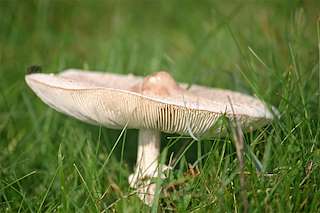 XXVII Festa dos Cogumelos (2025) en Salceda de Caselas