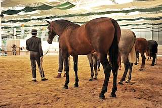 XXVIII Feira do Cabalo de Adai en O Corgo