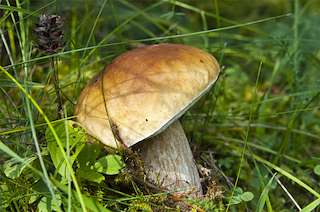 XXX Festa da Castaña e do Cogomelo (2025) en Riós