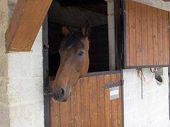 XXXVII Festa do Cabalo en Maside