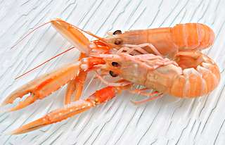 XXXI Fiesta de la Cigala en Vigo