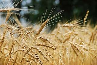 XXXIII Festa da Malla en Meira