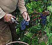 XXXIV Festa da Vendima en Leiro