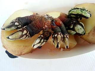 XXXIV Festa do Percebe de Corme (2026) en Ponteceso