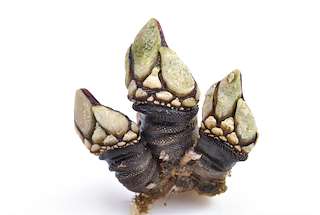 XXXIV Festa do Percebe de Corme (2026) en Ponteceso