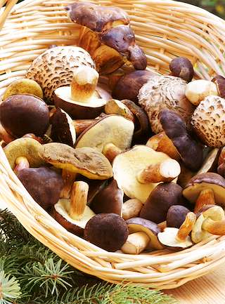 XXXV Feira de Fungos e Cogomelos en As Pontes de García Rodríguez