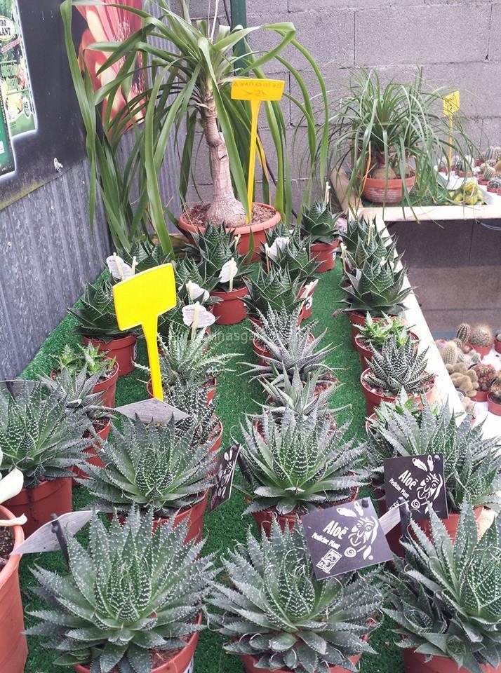 Agro-Xardín imagen 13