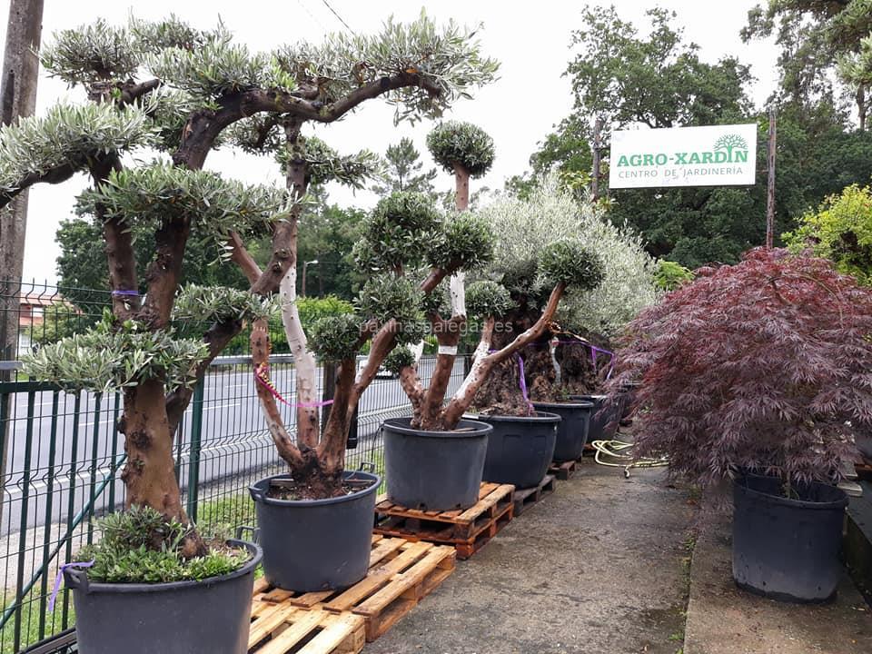 Agro-Xardín imagen 15