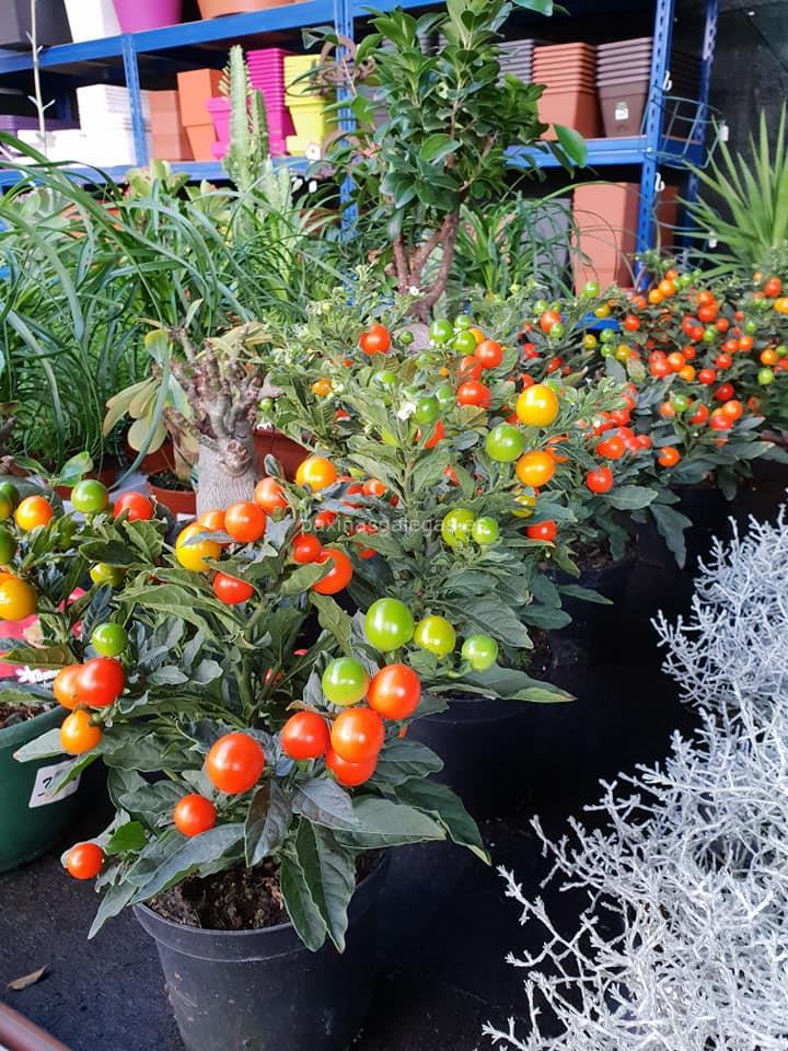 Agro-Xardín imagen 21