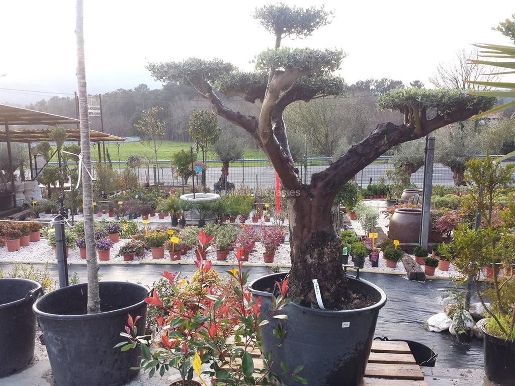 Agro-Xardín imagen 6