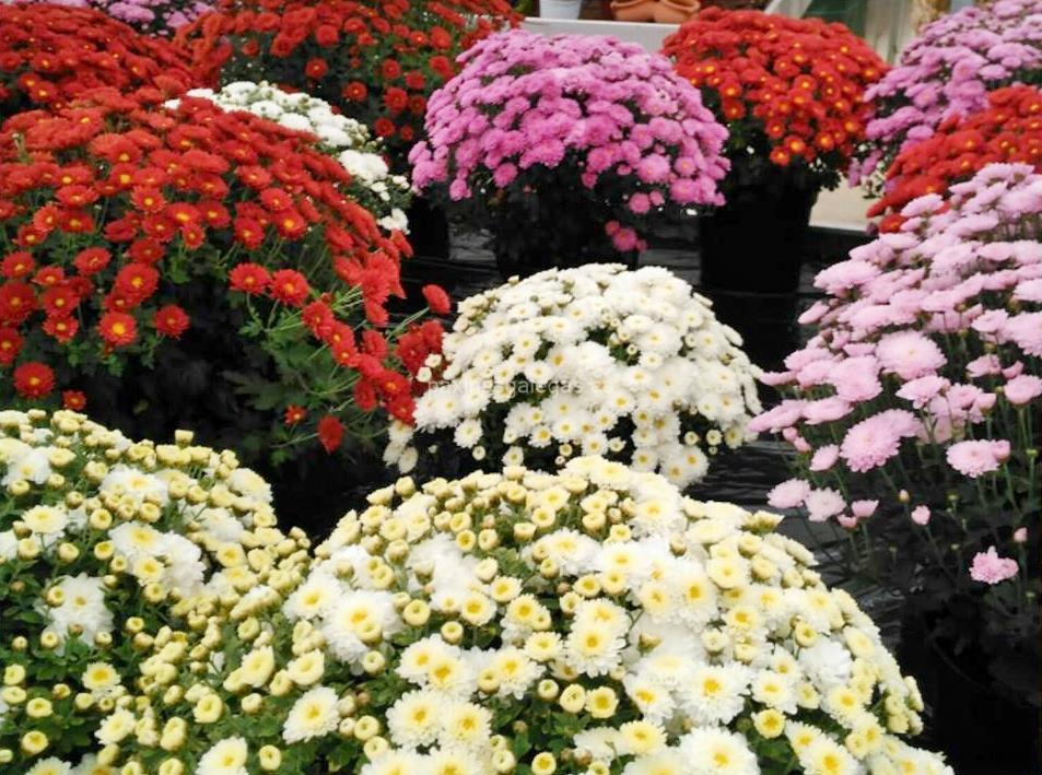 Agroflor imagen 13