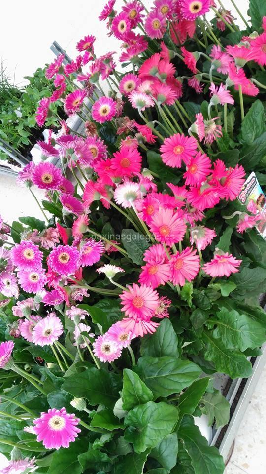 Agroflor imagen 14