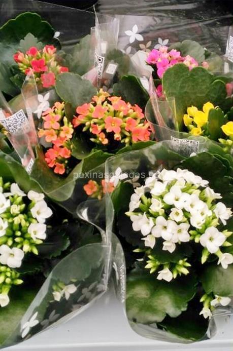 Agroflor imagen 16