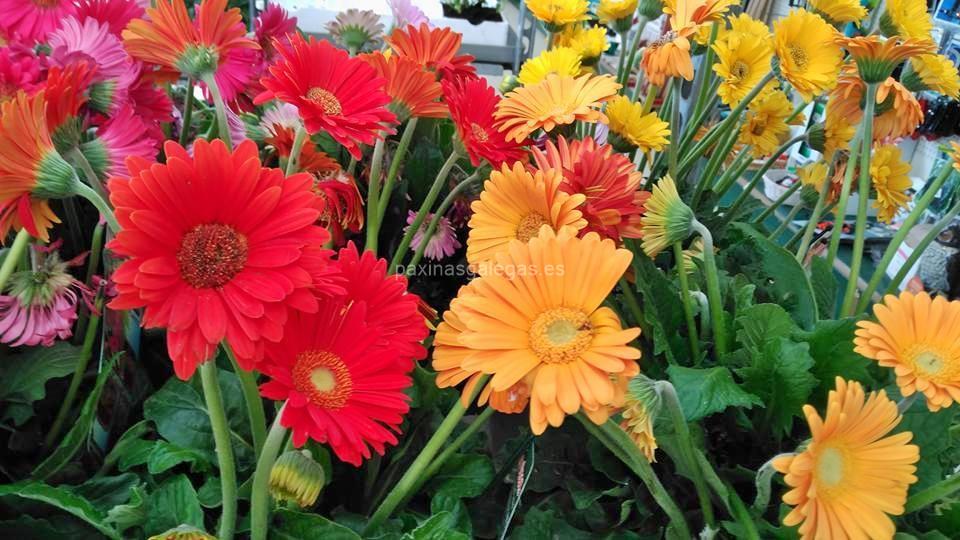 Agroflor imagen 17