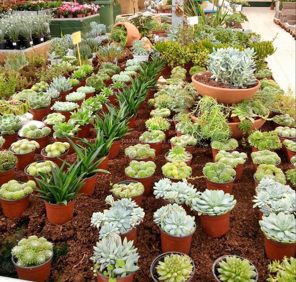 Agroflor imagen 20