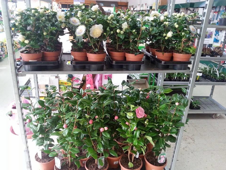 Agroflor imagen 21