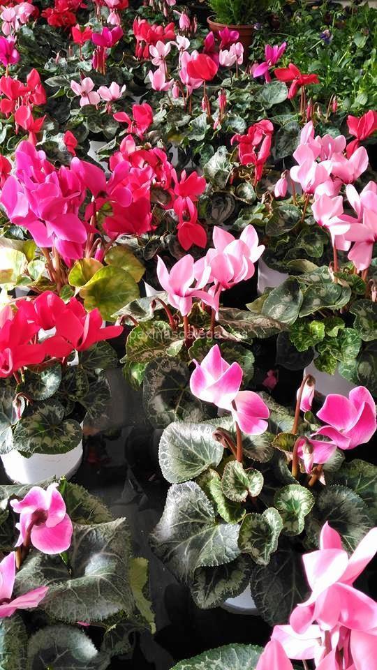 Agroflor imagen 7