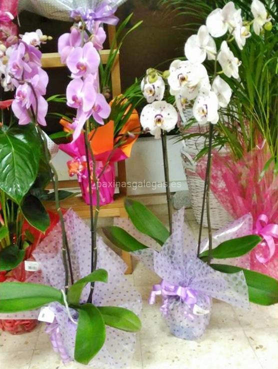 Agroflor imagen 10