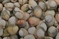 imagen principal Almar Shellfish, S.L.