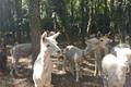 imagen principal Alpacas y Miniburros