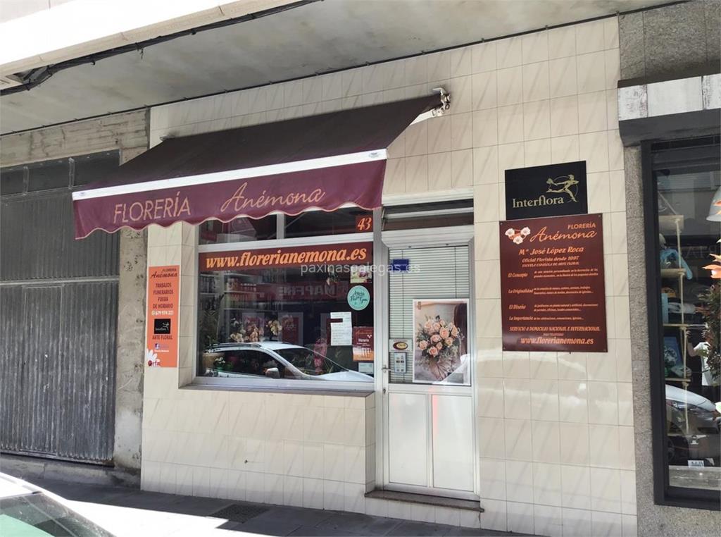 imagen principal Anémona - Flor 10 – Interflora