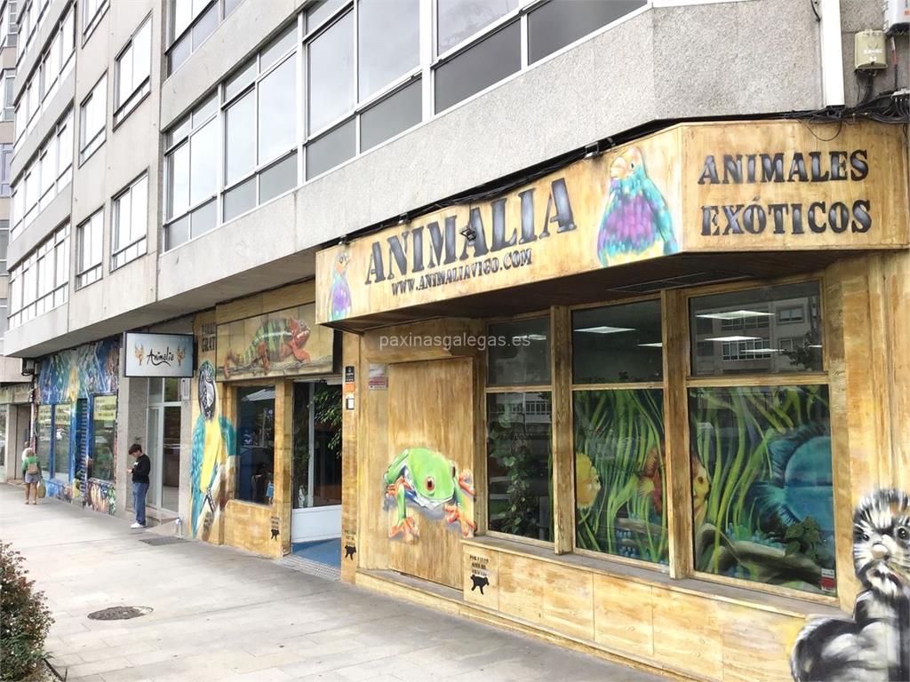 imagen principal Animalia