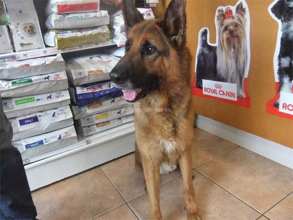 Aranea (Royal Canin) imagen 13