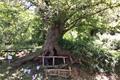 imagen principal Árbol de Muñís
