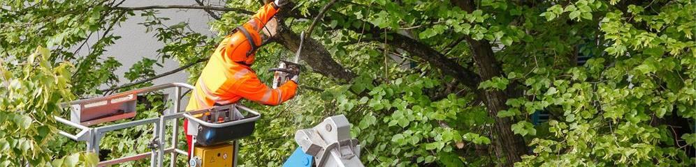 Arboricultura en provincia A Coruña