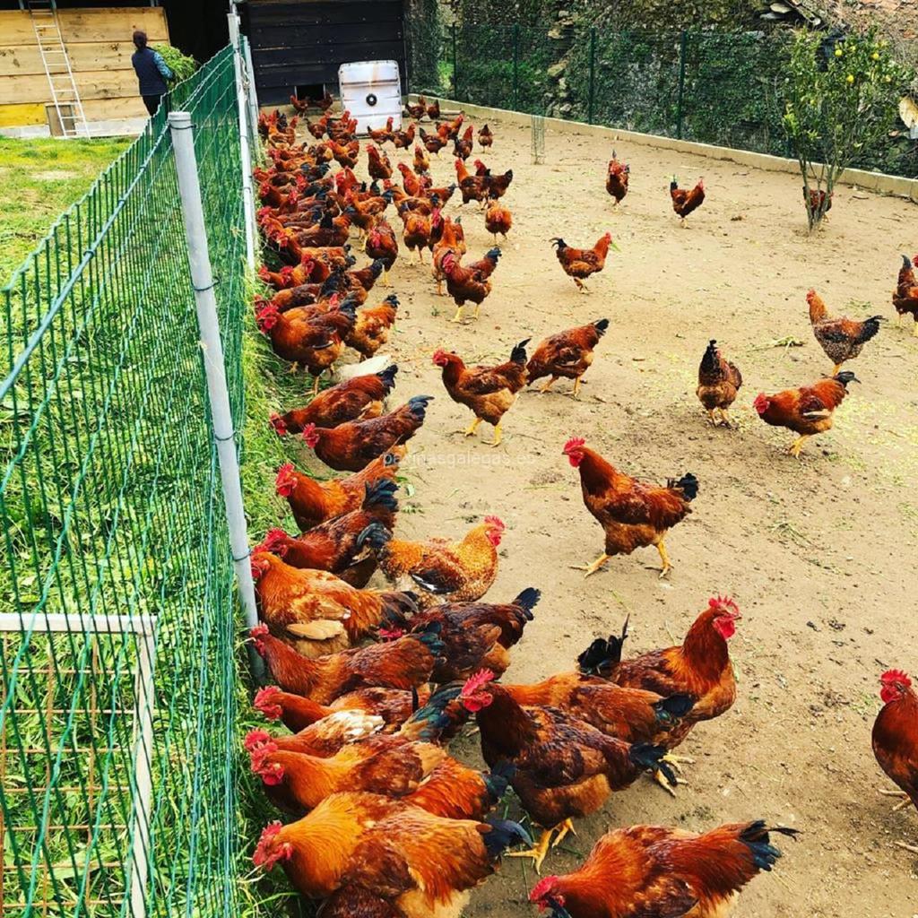 imagen principal Asociación de Criadores do Galo de Curral O Agro