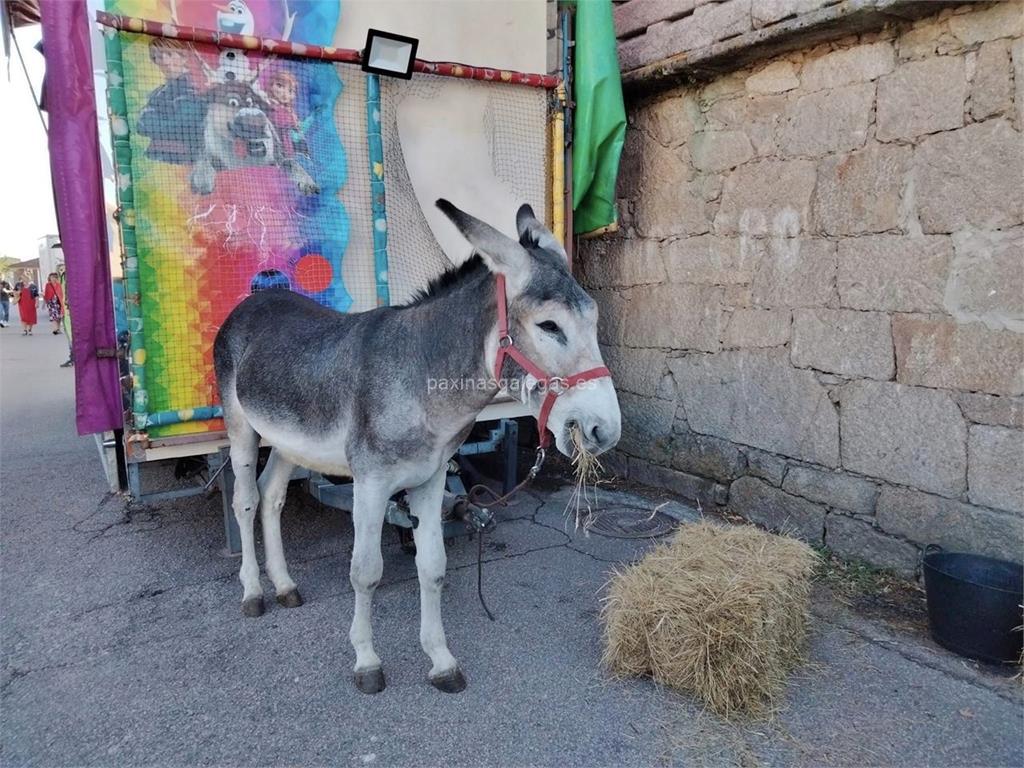 imagen principal Asociación para a Protección e Defensa Medioambiental do Burro Fariñeiro de Galicia