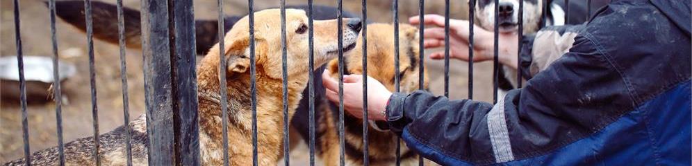 Asociaciones protectoras de animales en provincia Lugo