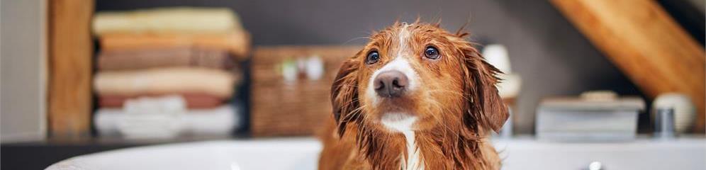 Autolavado de perros y mascotas en provincia Ourense