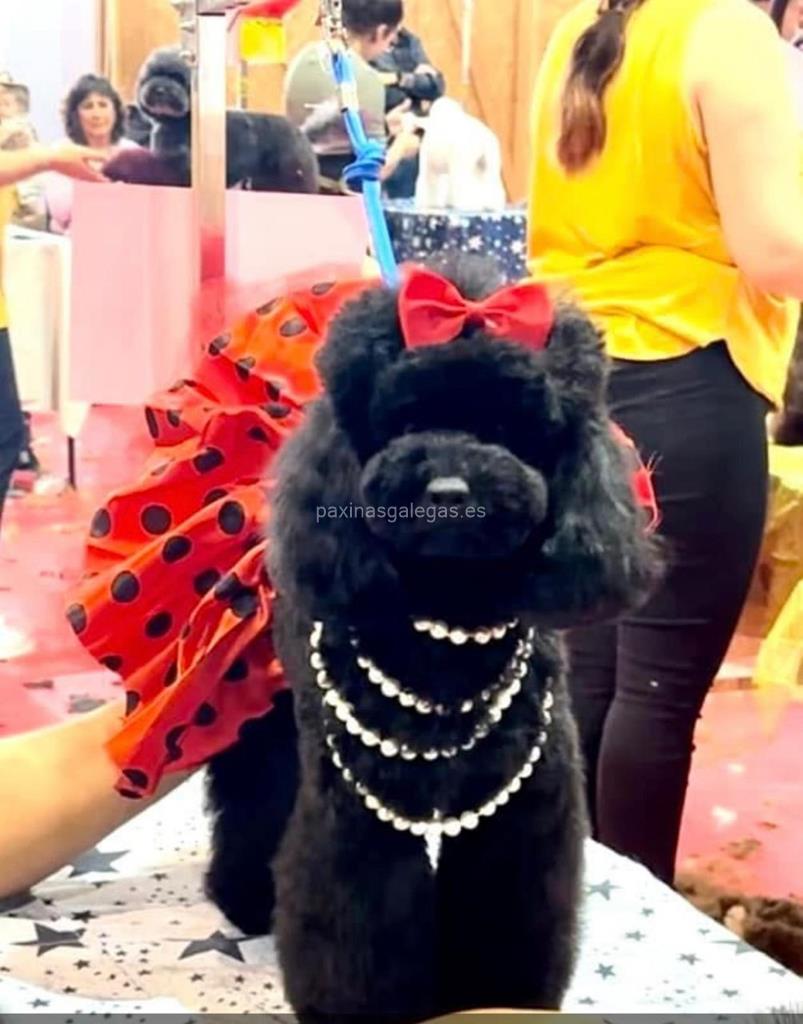 Avenida Poodle imagen 20