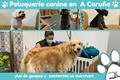 video corporativo Avenida Poodle