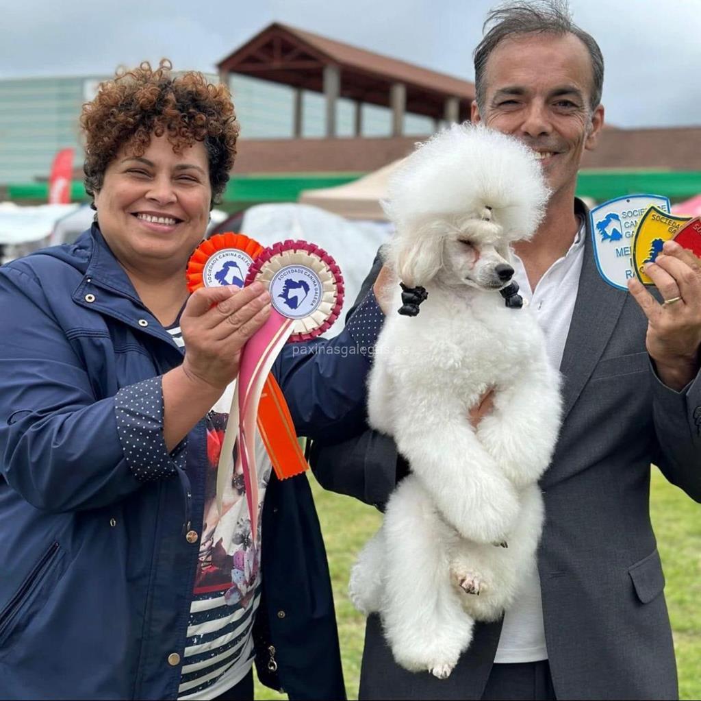 Avenida Poodle imagen 21